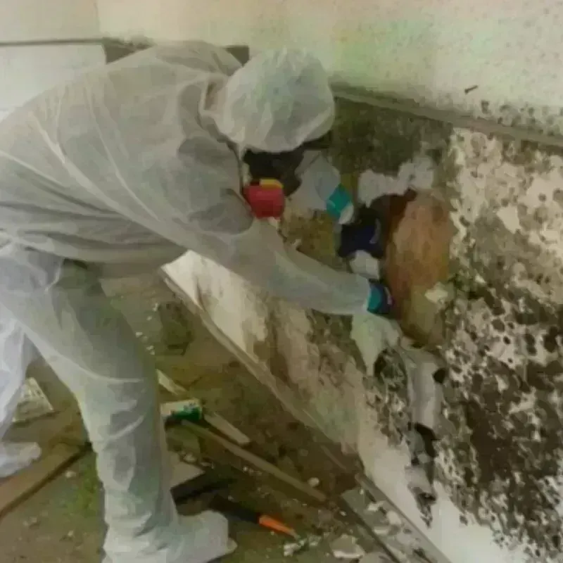 Mold Remediation and Removal in Pineville, MO